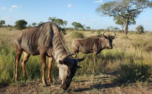Kruger National Park - Game-viewing