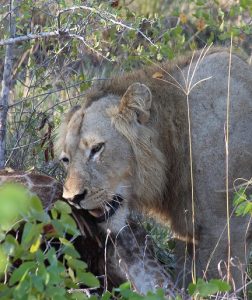 Simbavati River Lodge - Game-viewing