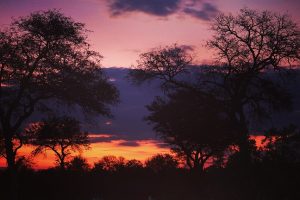 Sunset at Simbavati River Lodge