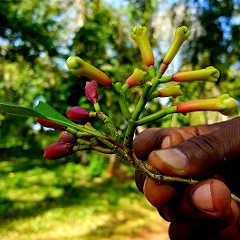 Spice Tour - Cloves